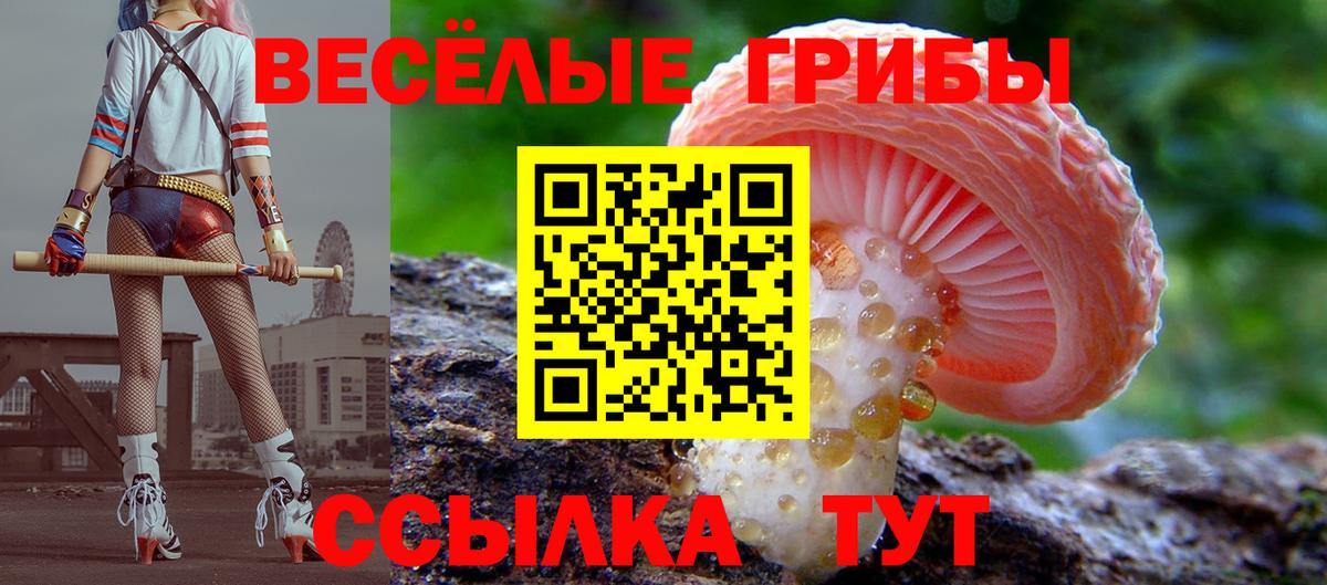 Псилоцибиновые грибы Cubensis Курганинск